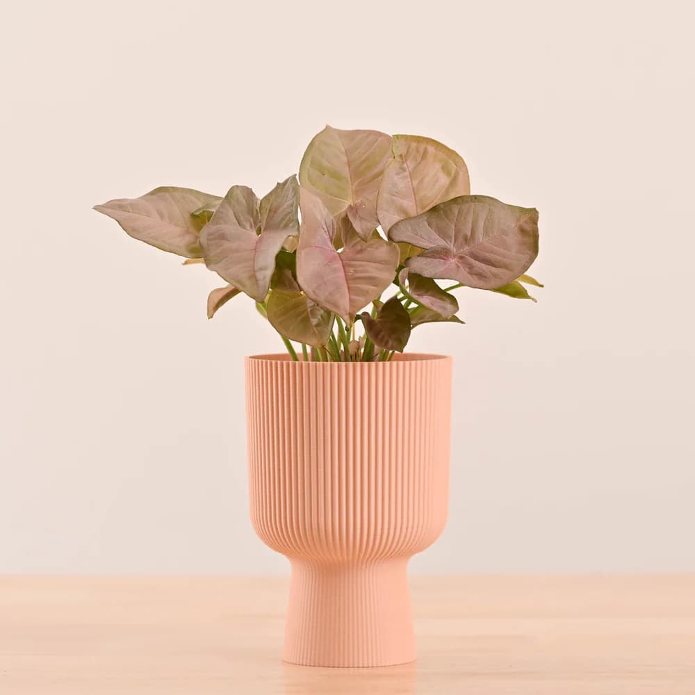 Home Decor & Lifestyle